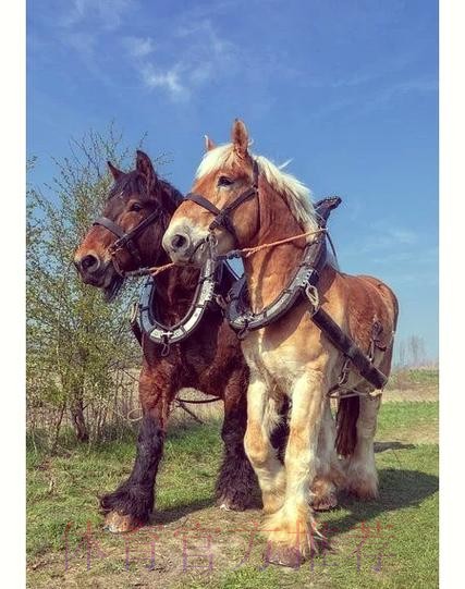 AC定能馴「馬」 AC定能馴「馬」